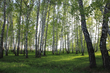 Nature