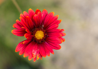 Blanket Flower