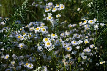 Near the Village of Malakhovo_26