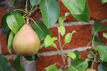 Pear hanging on a tree