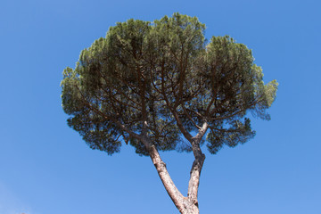 Pine crone with blue sky on background.