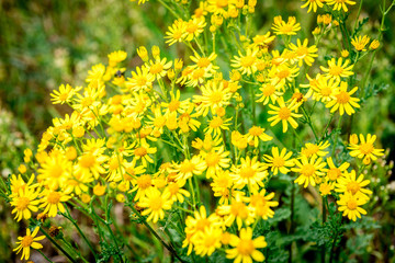 Yellow wildflowers growing in field.