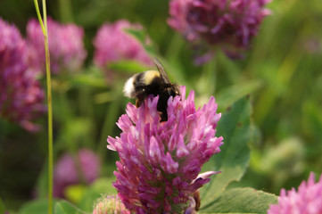 bumblebee collects nectar from pink clover