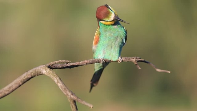 European bee-eater - Merops apiaster - on a branch in the morning
