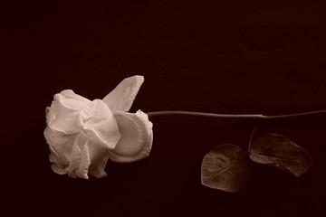 白　バラ　薔薇　ばら　一輪　黒バック　黒背景　マクロ　接写　枯れた　しおれた　セピア