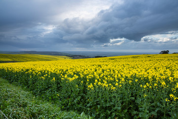 Obraz premium Canola Fields Under Stormy Sky