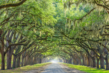 Savannah, Georgia, USA Tree Lined Way