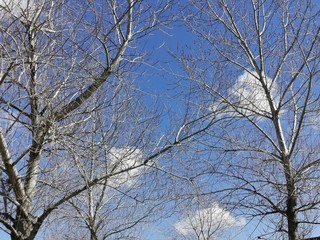 branches of a tree against blue sky