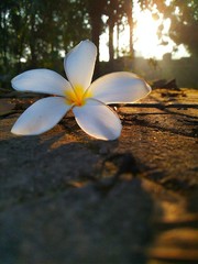 frangipani flowers on stone