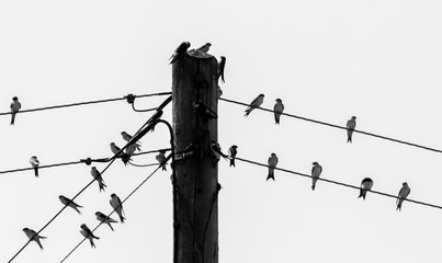 Birds On A Wire