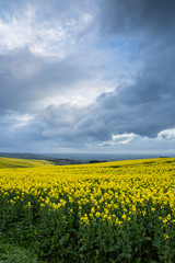 Obraz premium Canola Fields Under Stormy Sky