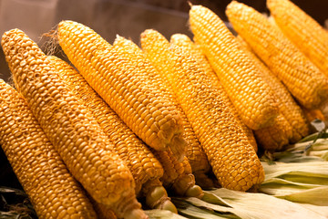 Fototapeta na wymiar A lot of golden corn ready to be cooked. Boiled or grilled corn - traditional delicious vegetarian meal.