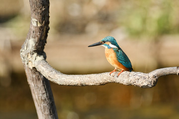 止まり木のカワセミ