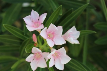 This toxic plant, described botanically as Nerium Oleander, planted in a La Quinta garden, has been...