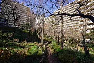 大規模　マンション　林　青空　日本　対比　昼間