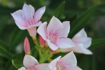 This toxic plant, described botanically as Nerium Oleander, planted in a La Quinta garden, has been cultivated so far back in history that its native region is only speculated.