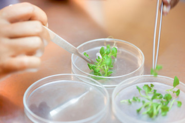 Close-up of scientist cutting plant tissue culture in petri dish.