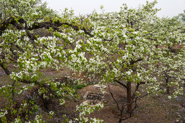 The pear flowers blooming in spring