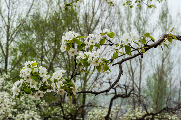 The pear flowers blooming in spring