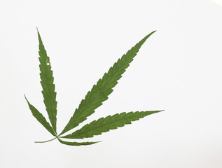 Dry cannabis leaf on white paper background