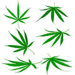 medicinal plant cannabis leaf