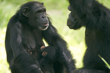 チンパンジー