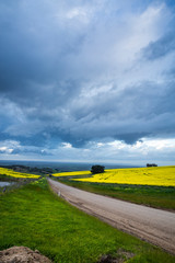 Obraz premium Canola Fields Under Stormy Sky