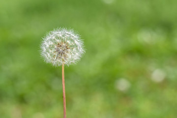 beautiful flower on green background