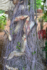 Fish caught in the nets, Fish caught in the nets from Thailand country