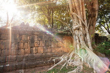 Ancient brick wall and old banyan tree at sunrise.