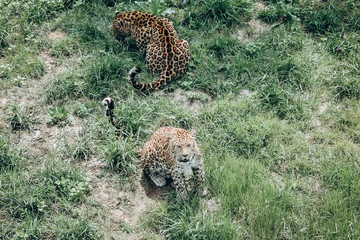 cheetah in the grass