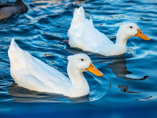 White Mallard Ducks on a Blue Lake