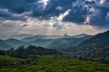 A beautiful landscape from munnar, kerala