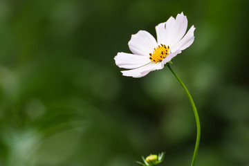 Beautiful colored garden flowers during summer in Romania