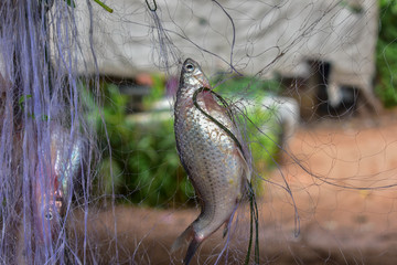 Fish caught in the nets, Fish caught in the nets from Thailand country