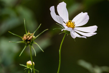 Obraz premium Beautiful colored garden flowers during summer in Romania
