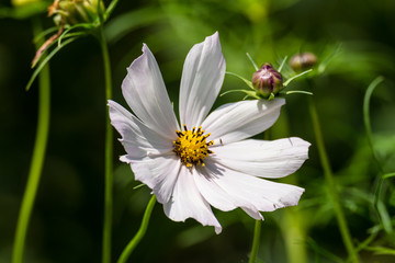 Beautiful colored garden flowers during summer in Romania