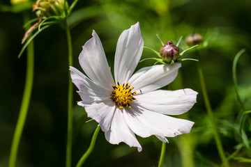 Obraz premium Beautiful colored garden flowers during summer in Romania