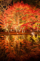 【岐阜県土岐市】曽木公園の紅葉のライトアップ