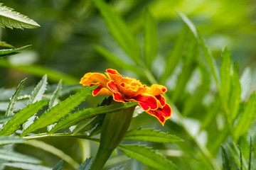 Natural Marigold flower in garden, during summer in Romania
