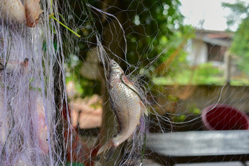 Naklejka na ściany i meble Fish caught in the nets, Fish caught in the nets from Thailand country
