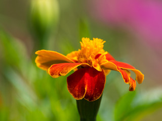 Natural Marigold flower in garden, during summer in Romania
