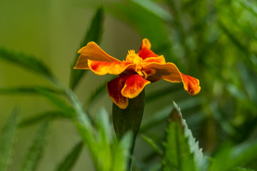 Natural Marigold flower in garden, during summer in Romania