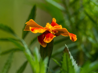Natural Marigold flower in garden, during summer in Romania