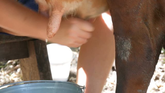 The milkmaid milks the cow by hand. Female hands squeeze the udder of a cow in the pasture. Fresh milk with froth flows into an iron bucket. Milking in the yard
