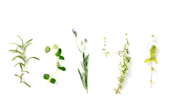The herbs of Provence. Rosemary, oregano, lavender, thyme, and marjoram, shot from above on a white background