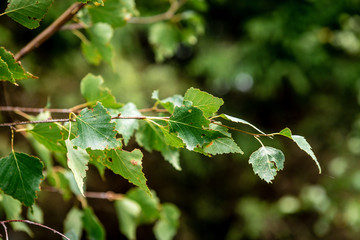 Young branches of a birch in forest
