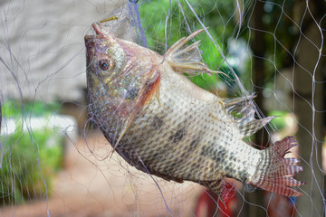 Fish caught in the nets, Fish caught in the nets from Thailand country