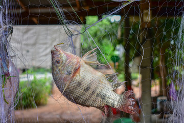 Fish caught in the nets, Fish caught in the nets from Thailand country