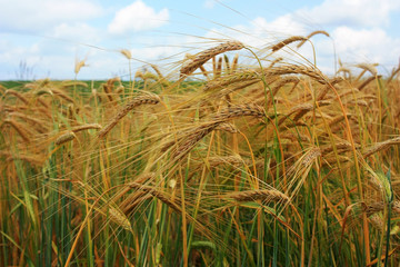 Golden ears of wheat in the field